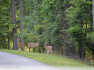 Photo of Lot 15   Bambi Crt